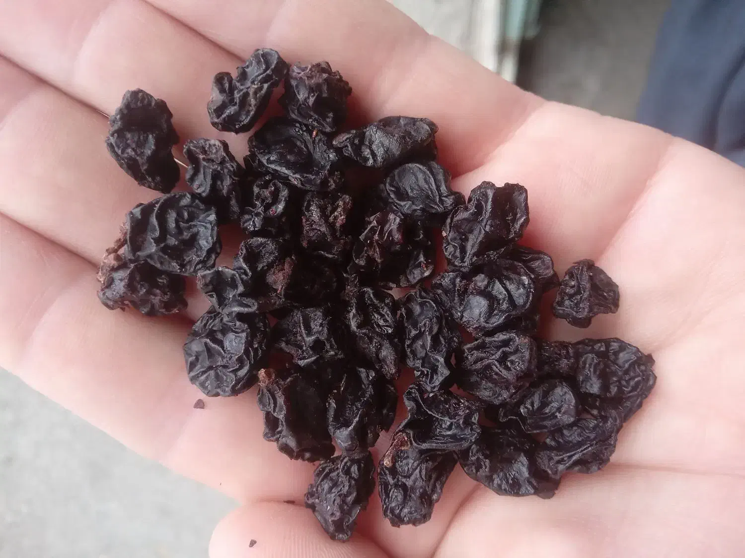 کشمش ، مویز انگور سیاه سردشت|خوردنی و آشامیدنی|سردشت, |دیوار