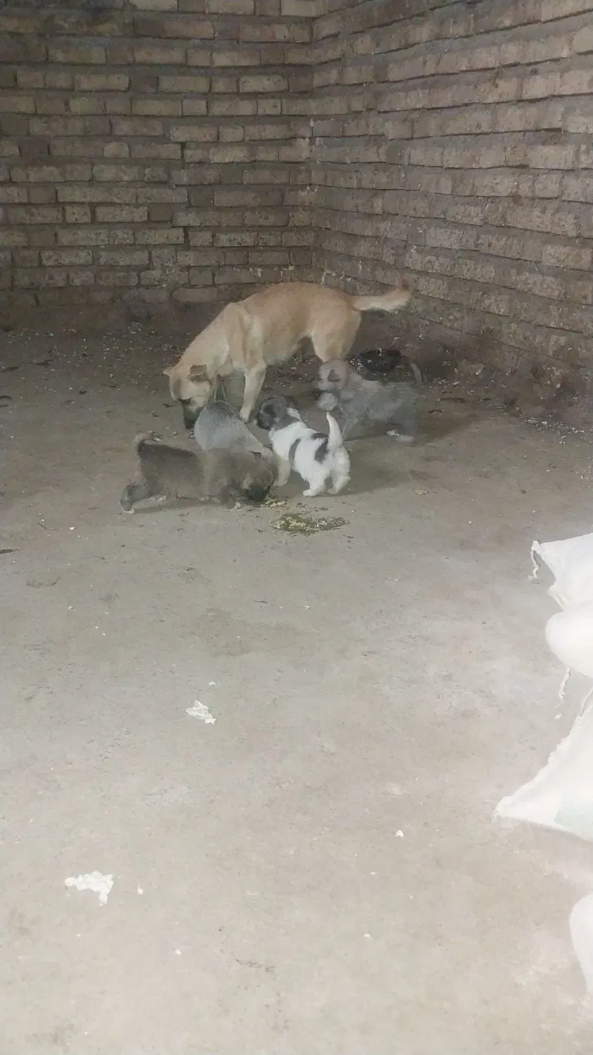 توله سگ پا کوتاه|سگ|بیلوار, |دیوار