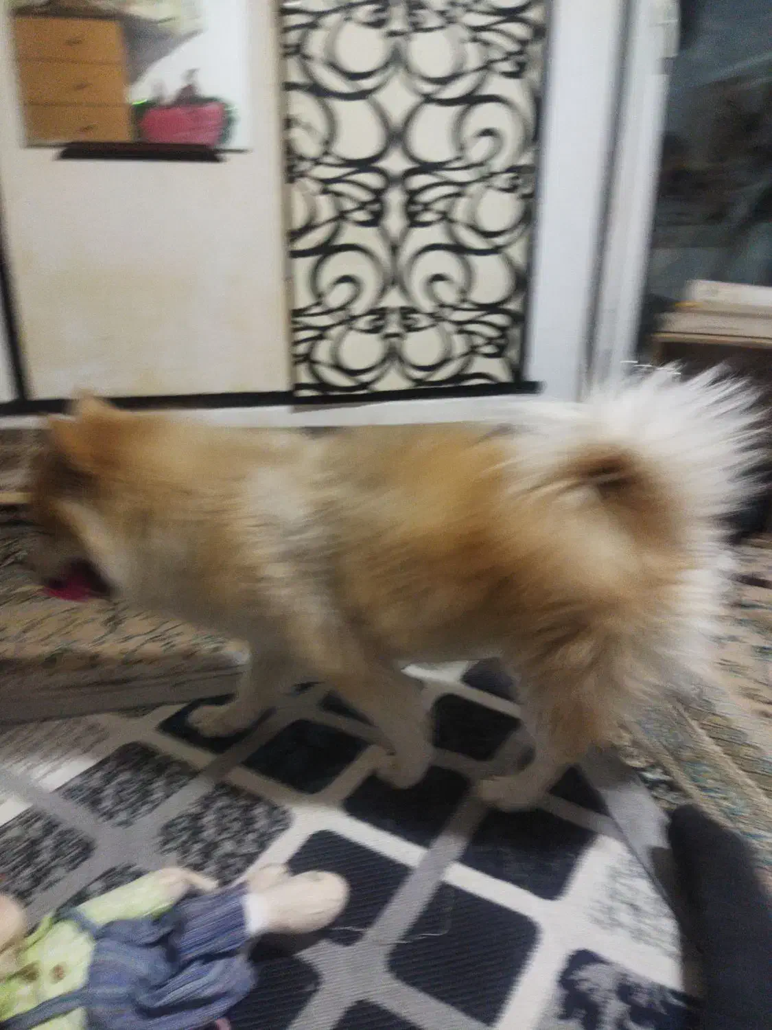 فروش حیوان خانگی سگ پامر روباه۴|سگ|محمدشهر, شهرک پیام (مهرالبرز)|دیوار