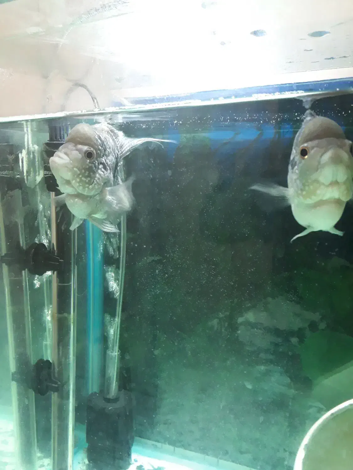 ماهی فلاورباکس کامفاسلام|ماهی|تهران, جوادیه|دیوار