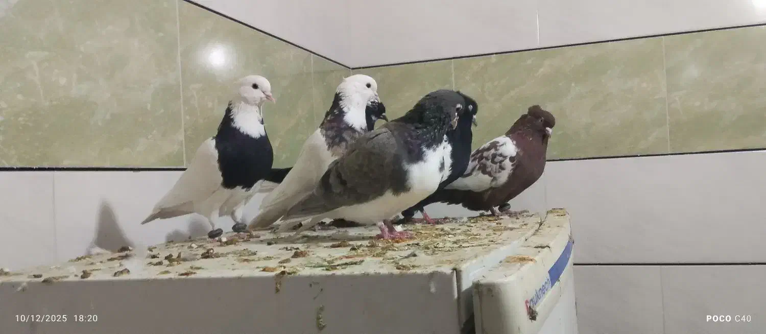 قیمت کبوترها بسیار خوب|پرنده|اقلید, |دیوار