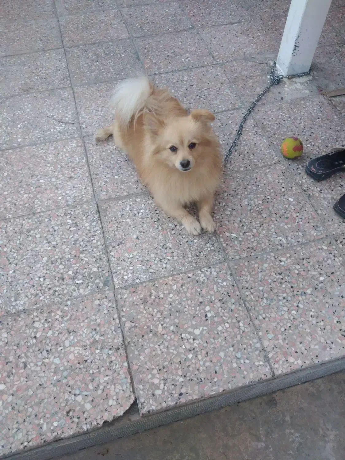 سلام پامرروباهی خوشرنگ تربییت شده قیمت ۹|سگ|بیرجند, |دیوار