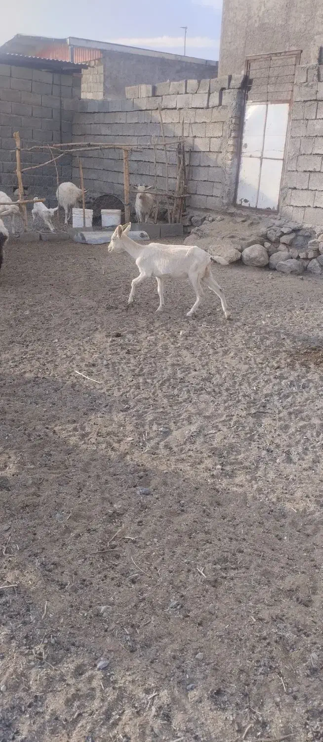 سانن اصل اصل|حیوانات مزرعه|بافت, |دیوار