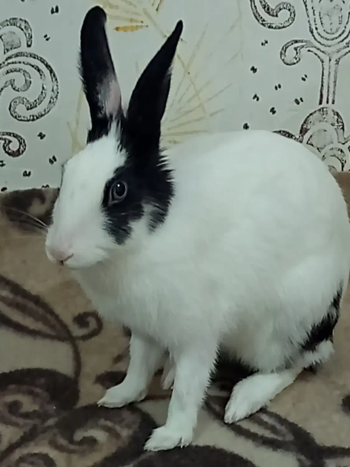 باسلام‌فروش‌خرگوش‌|موش و خرگوش|شیراز, گویم|دیوار