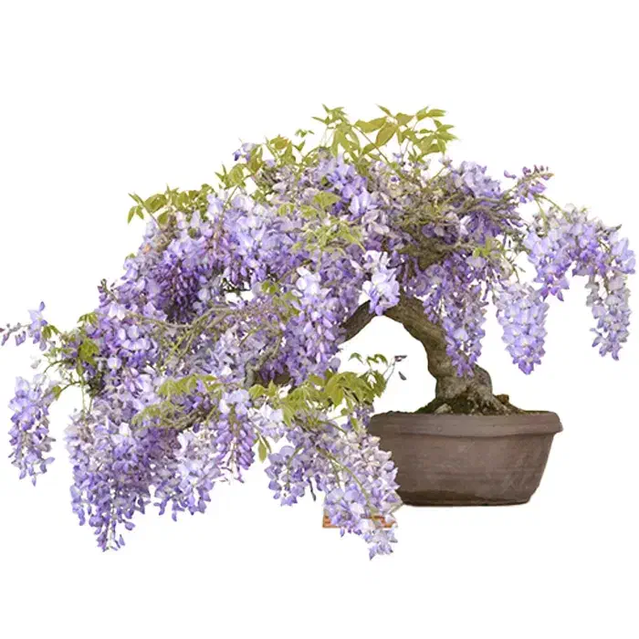 سوییت تجاری مسکونی ماهانه یا سالانه|اجارهٔ کوتاه‌مدت آپارتمان و سوئیت|دهدشت, |دیوار