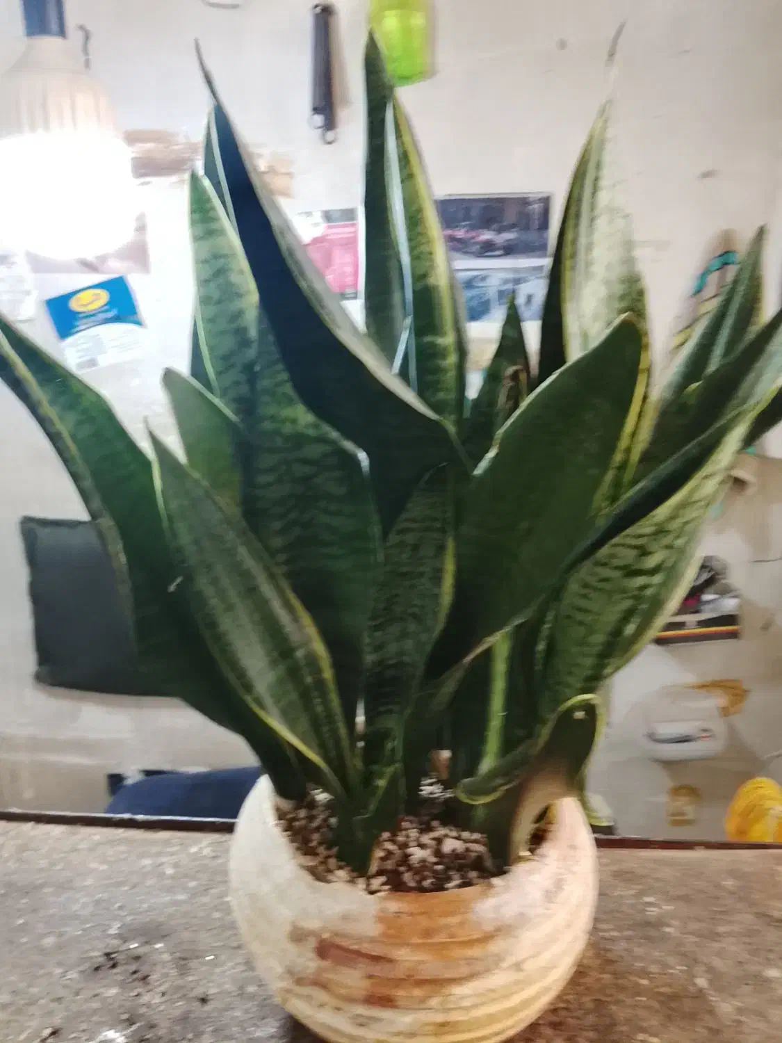 گل سانسوریا|گل و گیاه طبیعی|تهران, امین حضور|دیوار