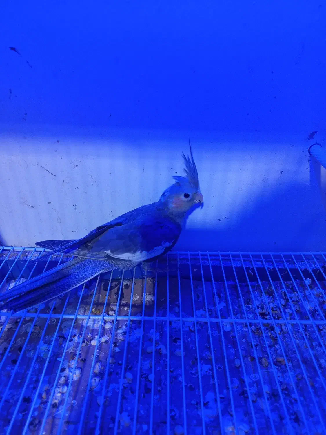 عروس هلندی|پرنده|مشهد, شهرک مهرگان|دیوار