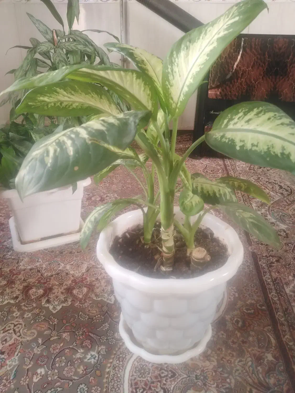 گل و گیاه|گل و گیاه طبیعی|جوانرود, |دیوار