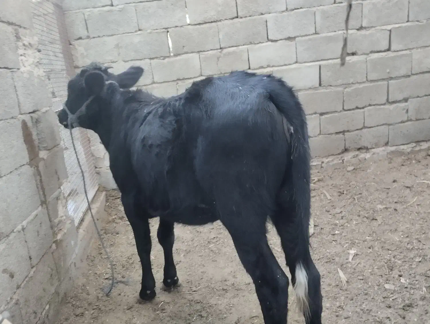 گوساله ماده|حیوانات مزرعه|سراوان, |دیوار