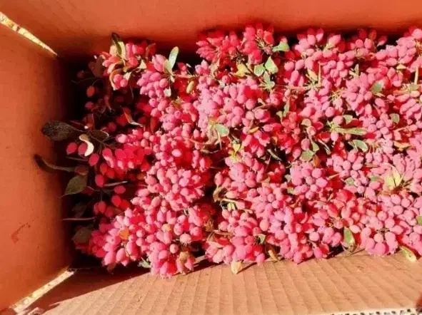 زرشک تازه قاینات|حراج|گنبد کاووس, |دیوار