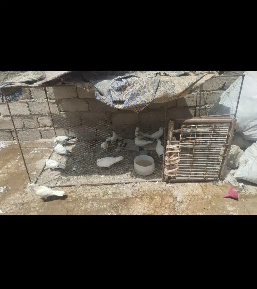 قفس بزرگ|لوازم جانبی حیوانات|خاش, |دیوار