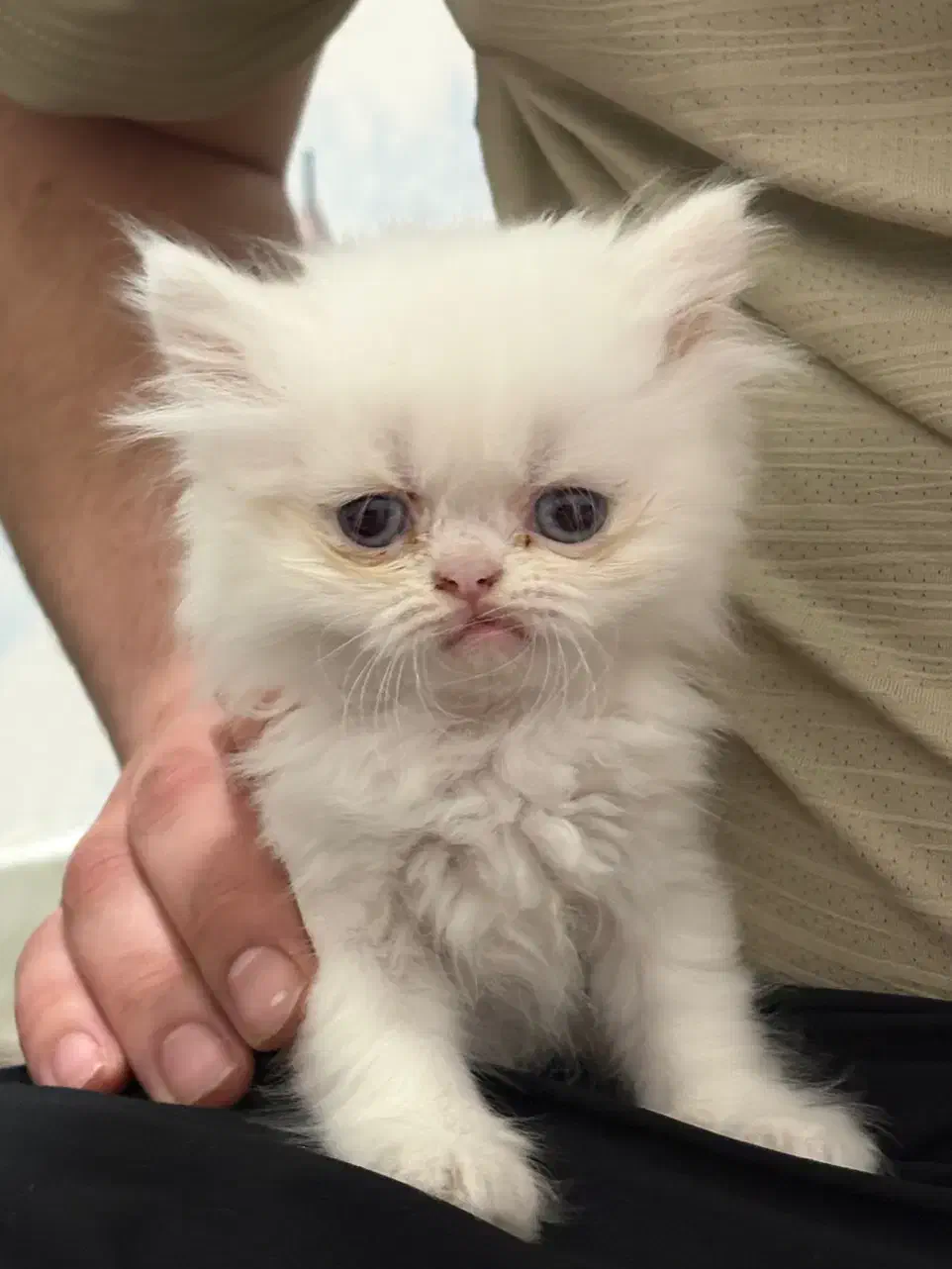 گربه پرشین|گربه|رشت, استادسرا|دیوار