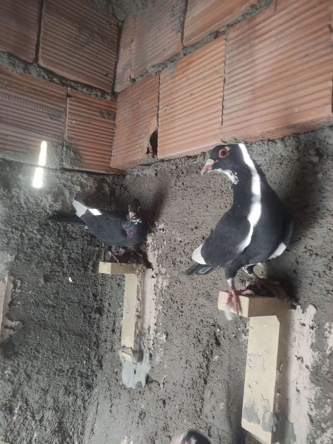 سهتا پلنگ دوتاکلای  یک کوسه سوراخی|پرنده|کرمان, |دیوار