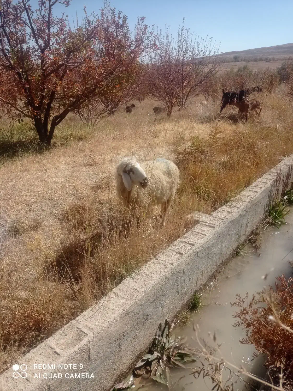 میش|حیوانات مزرعه|پادنا علیا, |دیوار