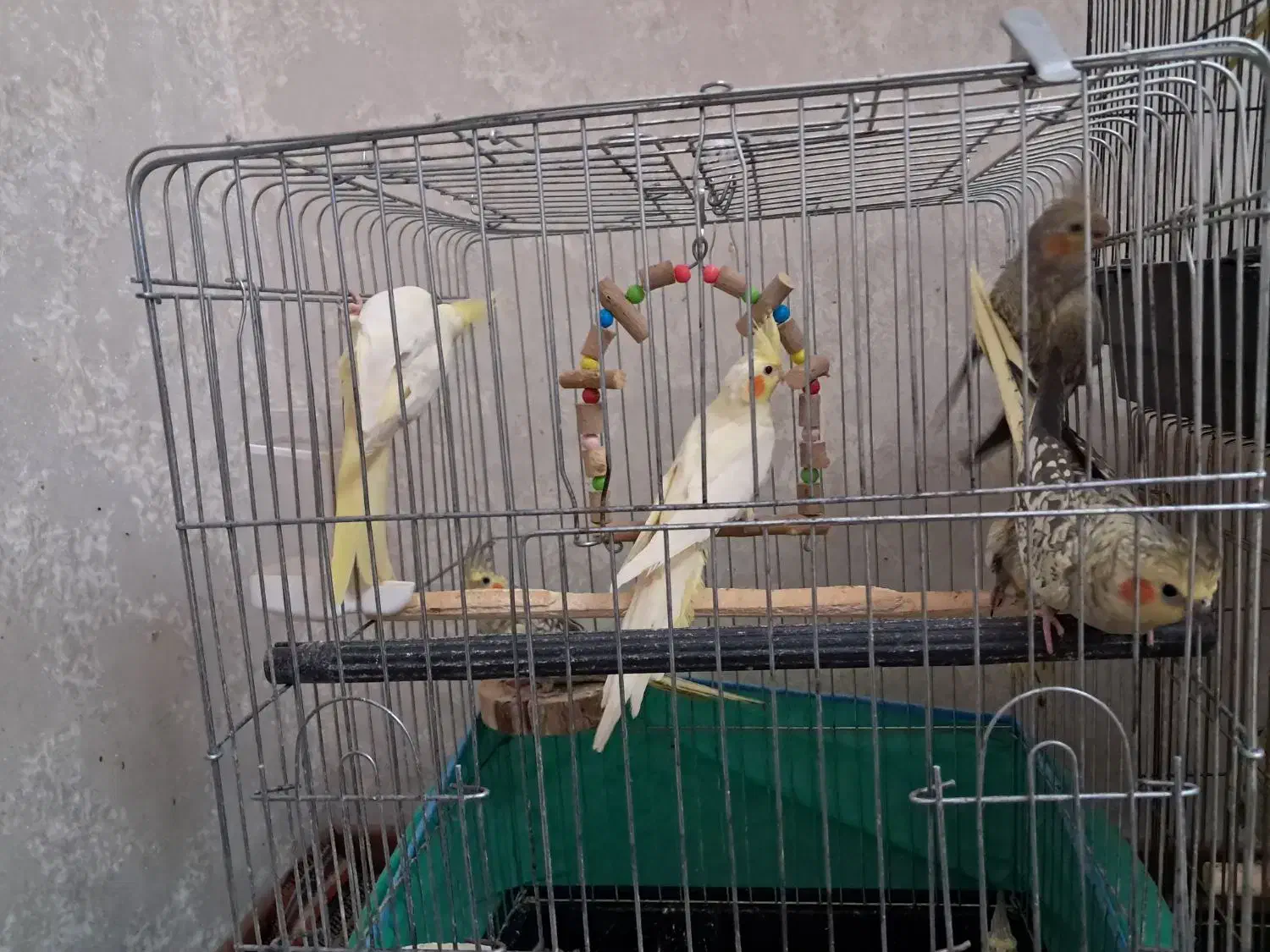 سلام ۷تا جوجه عروس هلندی|پرنده|شهریار, ابراهیم‌آباد|دیوار