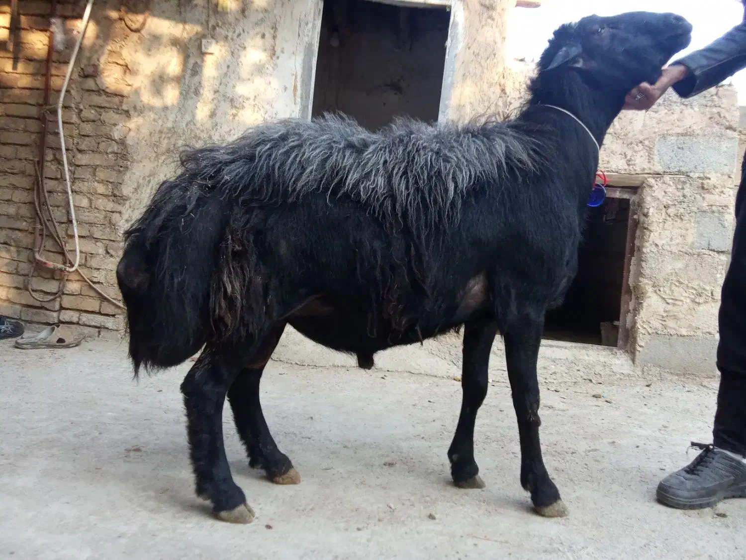 فروش قوچ سیاه اصیل|حیوانات مزرعه|صوفیان, |دیوار