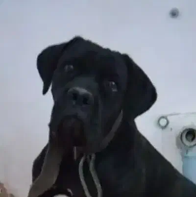 کنکورسو|سگ|تهران, شهرک چیتگر|دیوار