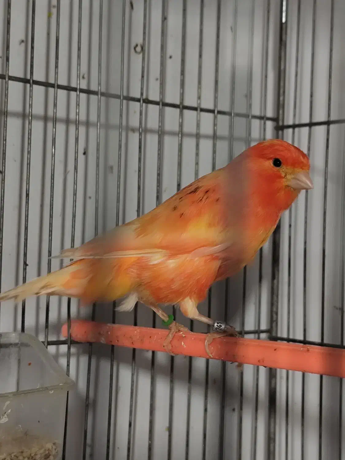 قناری|پرنده|شاهین‌شهر, شهرک گلدیس|دیوار