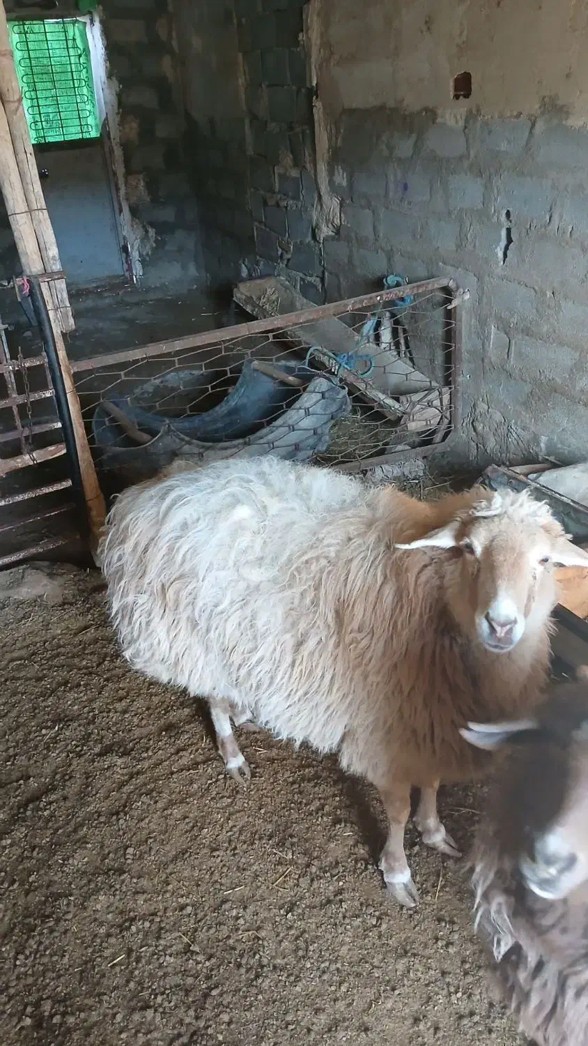 گوسفند|حیوانات|بجنورد, |دیوار