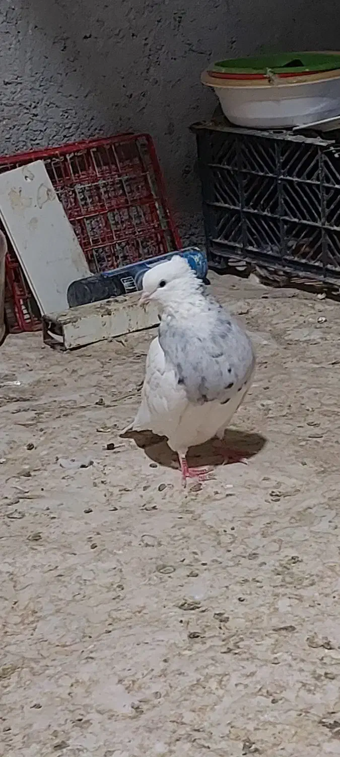 کبوتر طوقی|پرنده|جوانرود, |دیوار