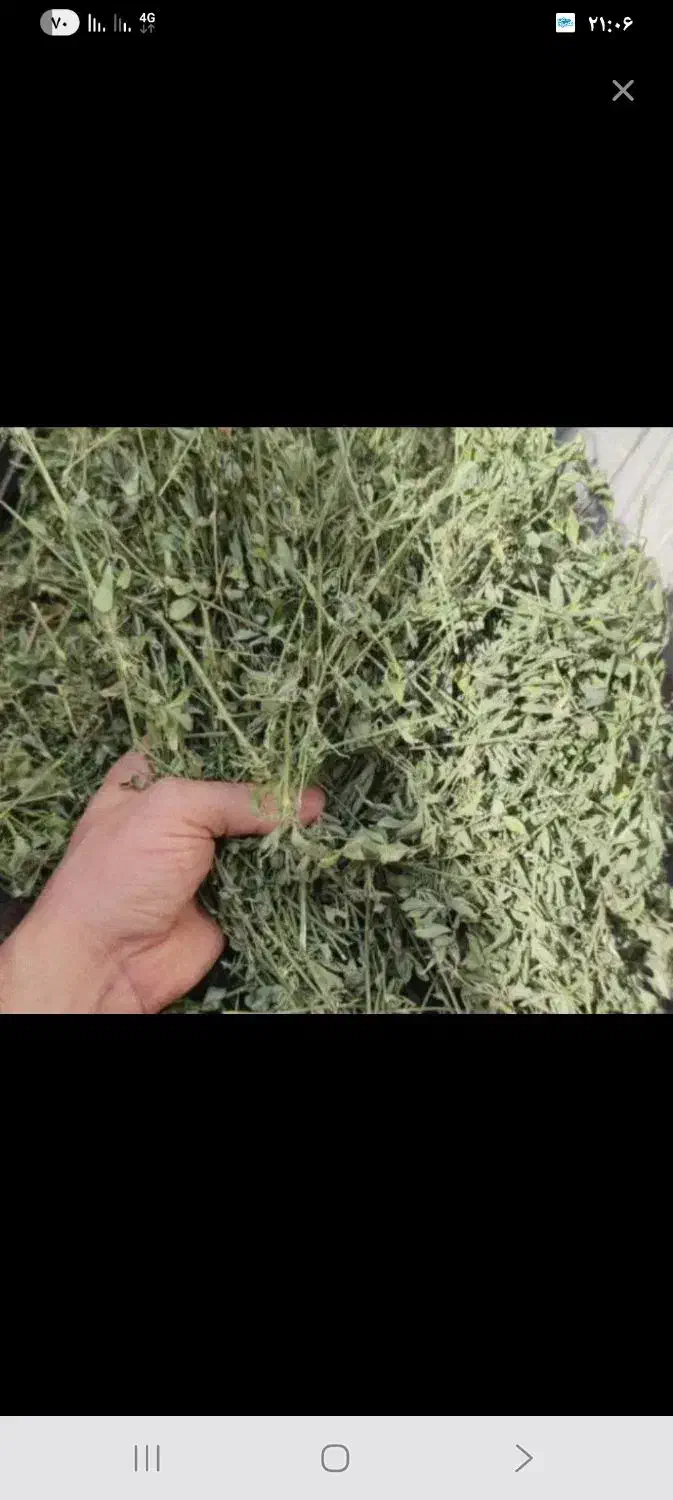 یونجه خشک خشک|لوازم جانبی حیوانات|باروق, |دیوار