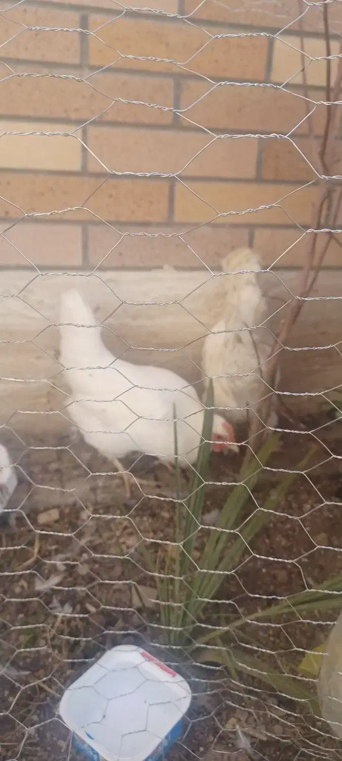 مرغ محلی|حیوانات مزرعه|فولادشهر, C1|دیوار
