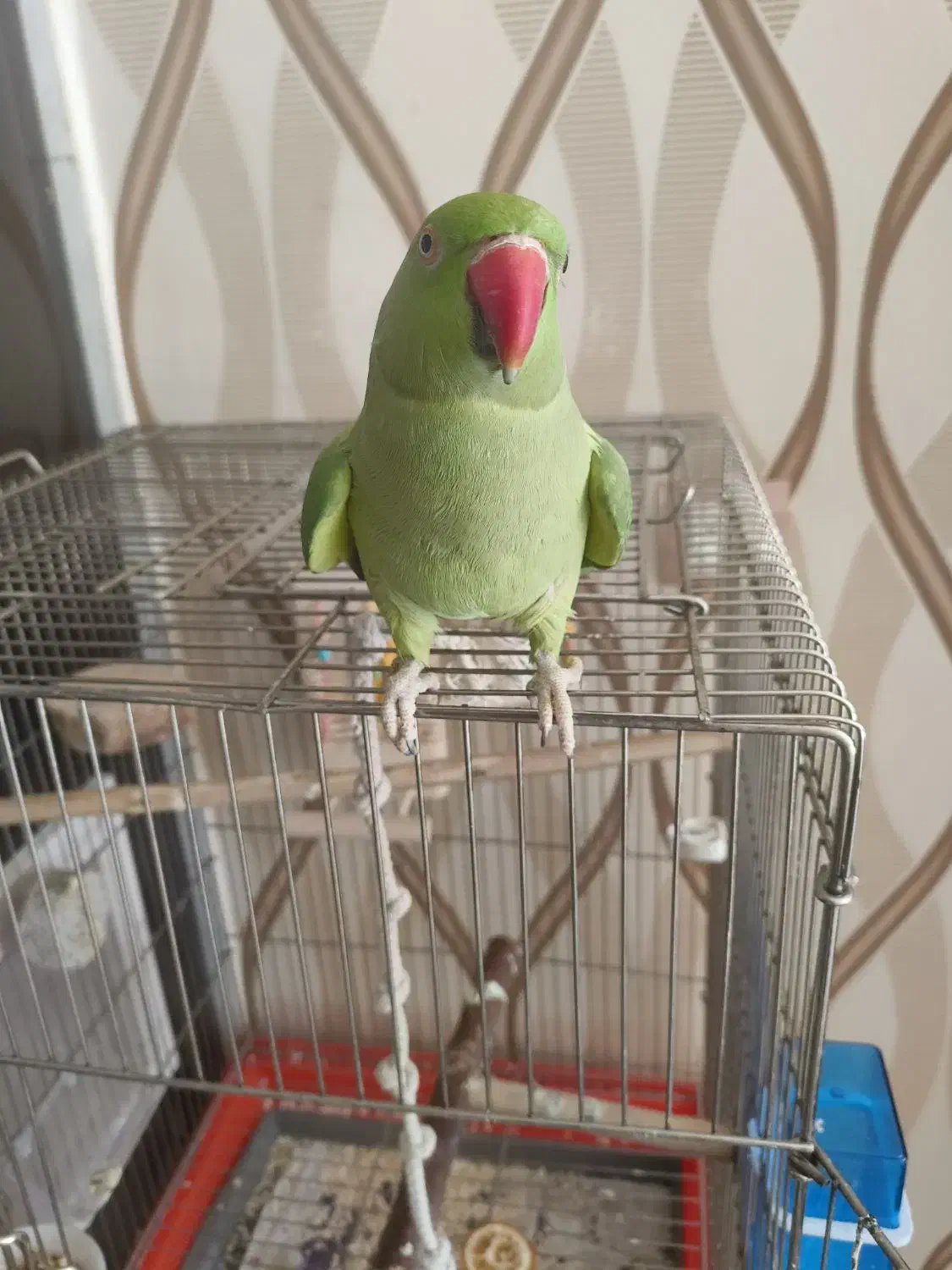 ملنگو دستی|پرنده|مبارکه, |دیوار