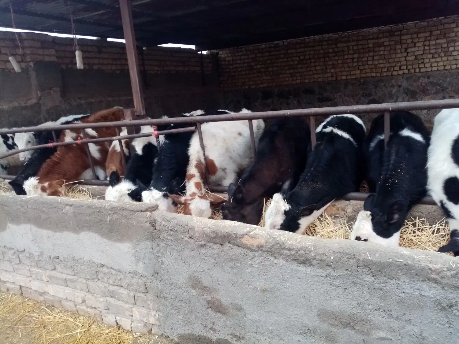 گوساله ماده سیمینتال|حیوانات مزرعه|جعفرآباد, |دیوار