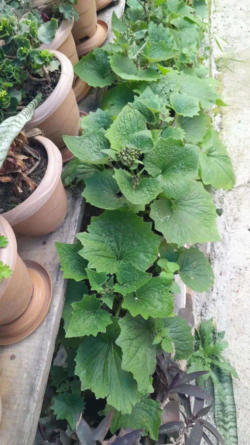 گل سینره عیدی|گل و گیاه طبیعی|تالش, هشتپر|دیوار