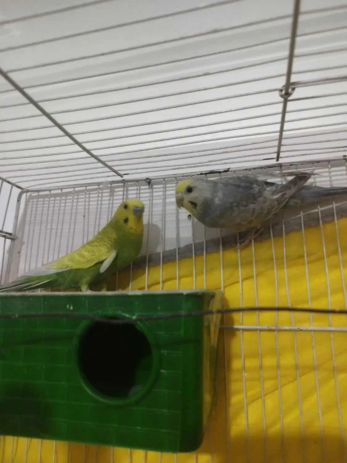 مرغ عشق|پرنده|جلگه ماژان, |دیوار