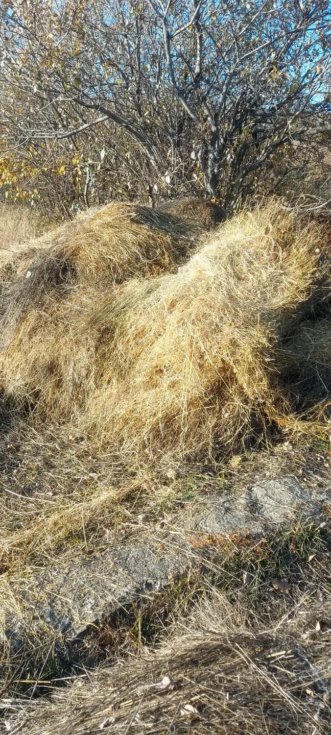 علف باغ نمین|خدمات باغبانی و درختکاری|نمین, |دیوار