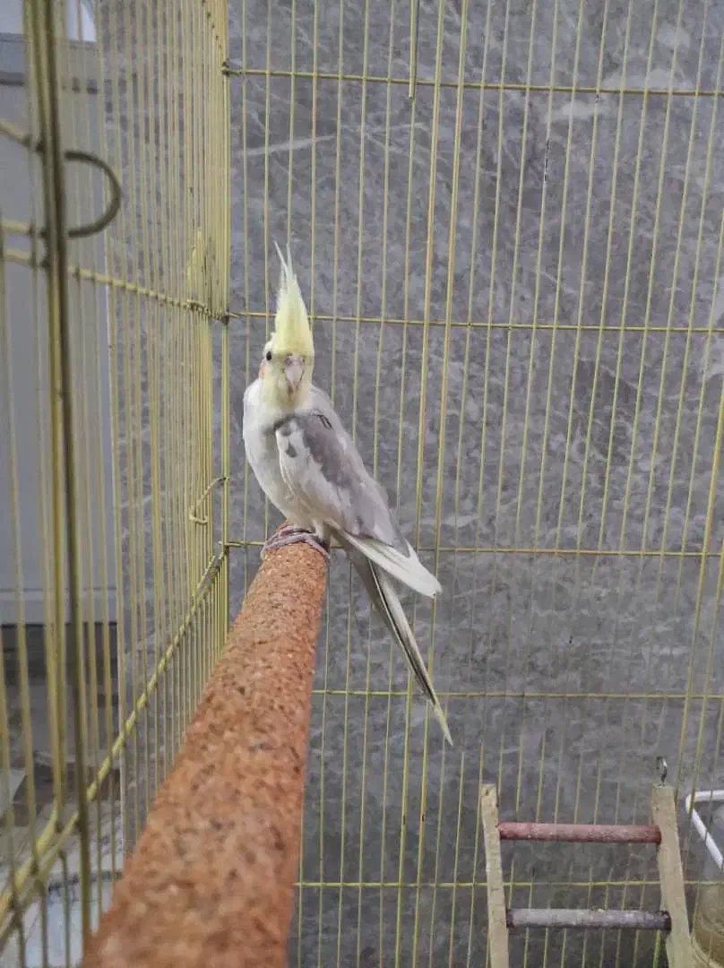 عروس. هلندی نر نطفه دار به شرط|پرنده|بندرعباس, |دیوار