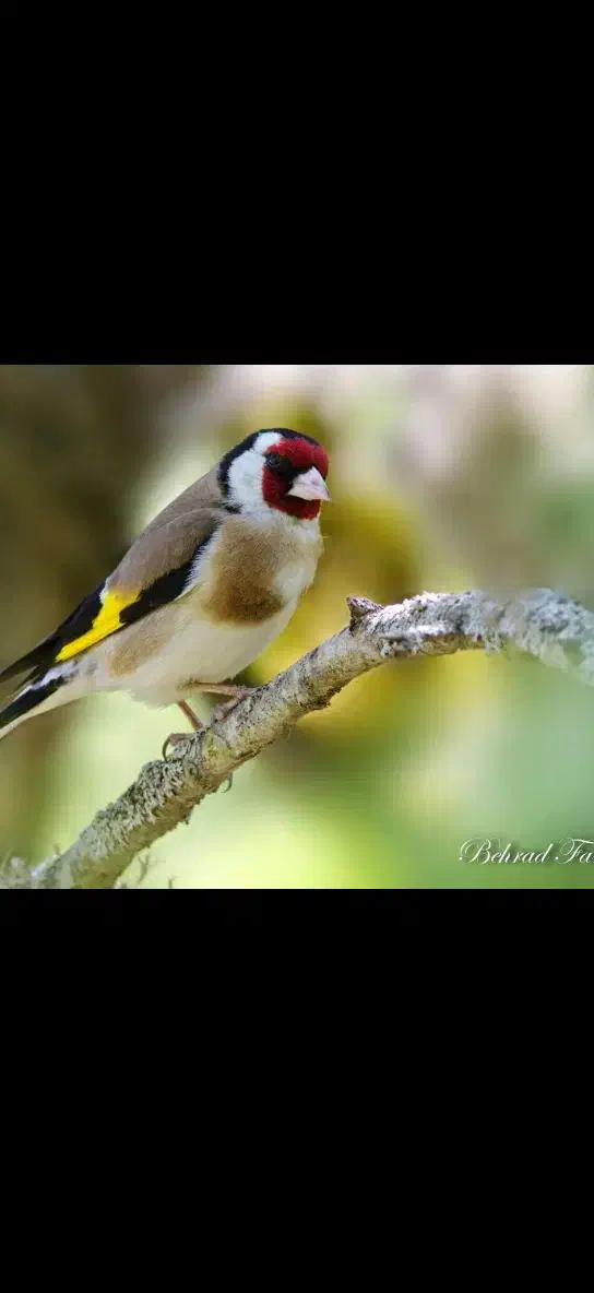 سهره سرچهان|پرنده|سرچهان, |دیوار