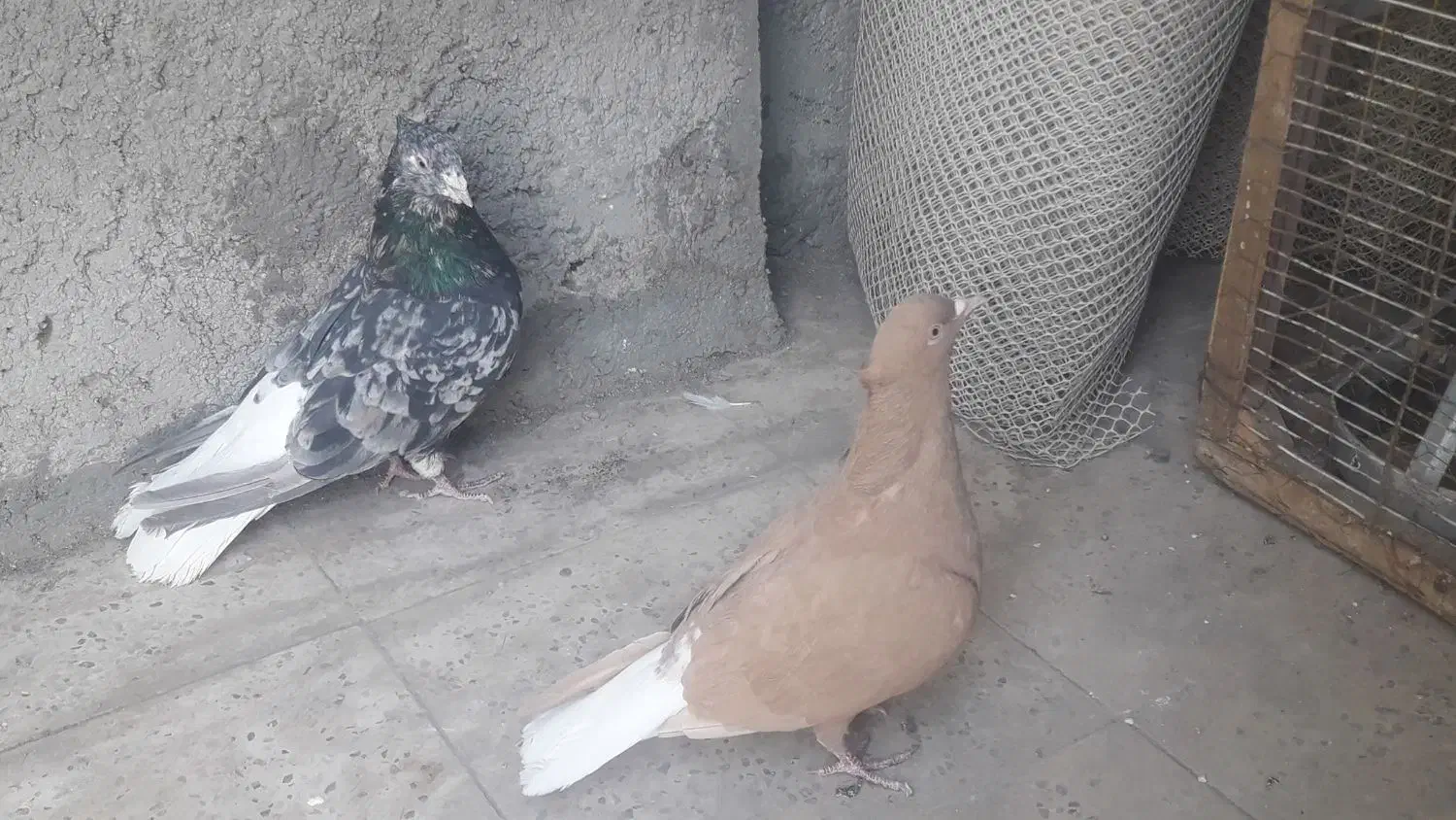 کفتر هفت رنگ دم سفیدوزرد دم سفیدجفت|پرنده|مشهد, امیر المومنین|دیوار