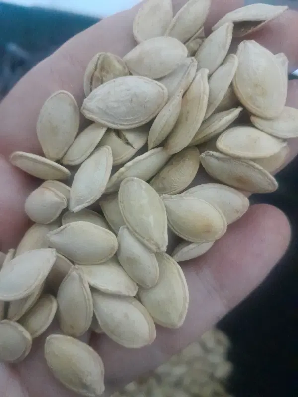 تخمه|خوردنی و آشامیدنی|میاندوآب, |دیوار