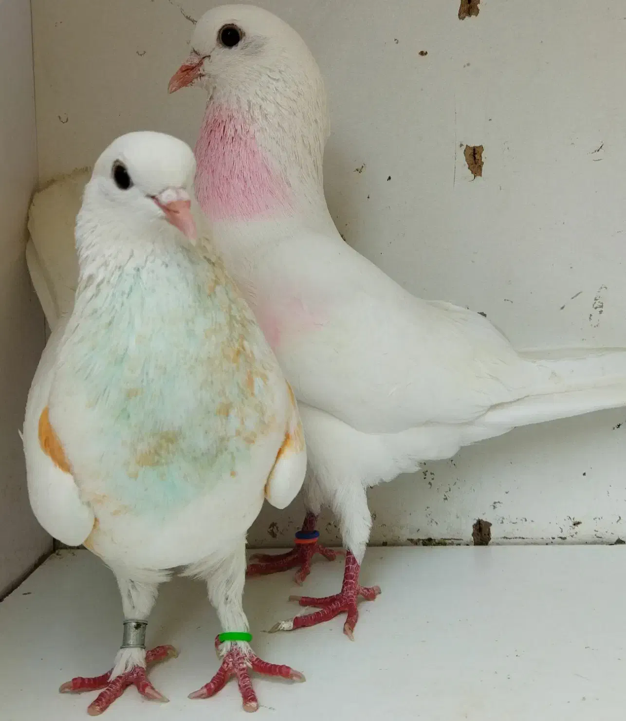 جفت های . ساعت بالا . گرو دولاب . عتیقه|پرنده|تهران, نیروی هوایی (پیروزی)|دیوار