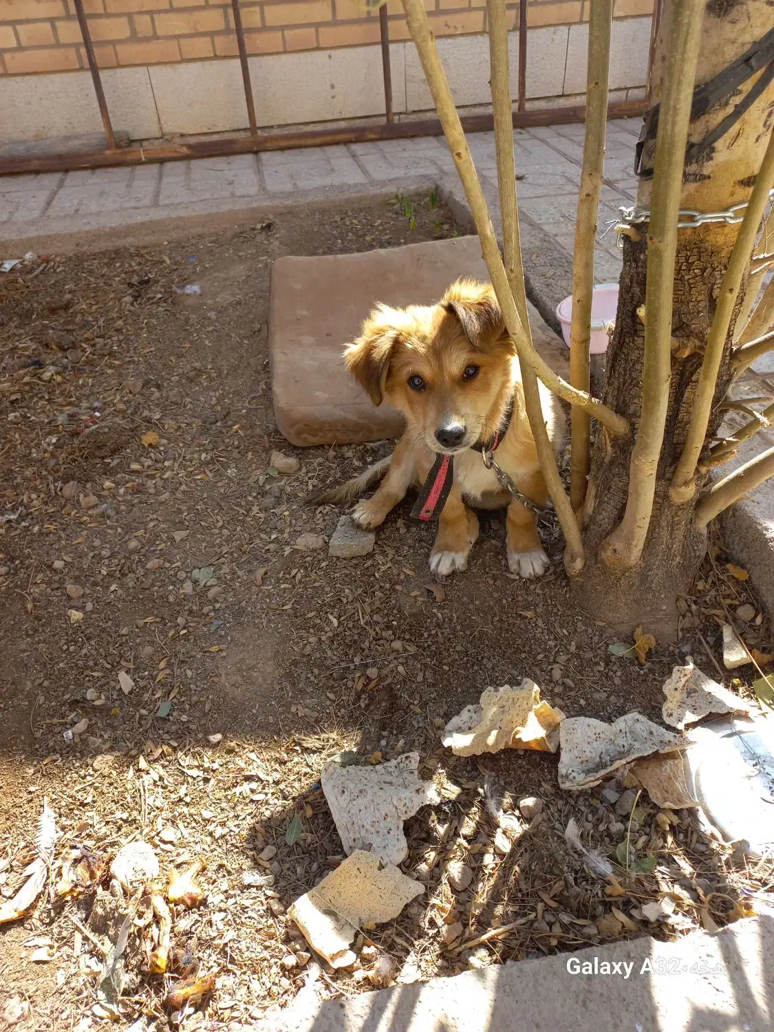 سگ پاپی|سگ|مبارکه, |دیوار