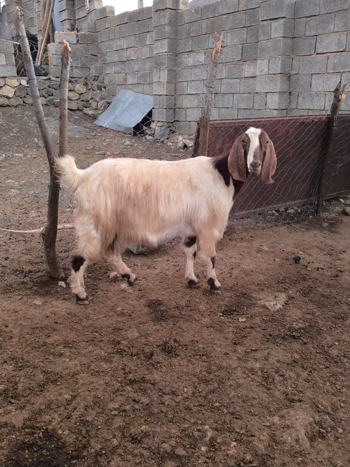 بز و بزغاله اصیل|حیوانات مزرعه|کرمانشاه, |دیوار