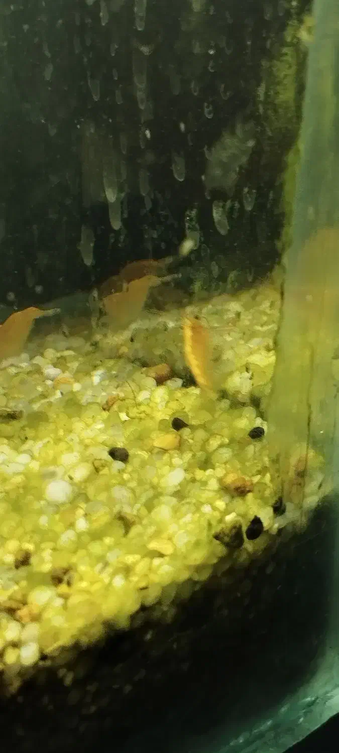 شریمپ . آکواریوم . ماهی .|ماهی|مرودشت, بیست متری بیمارستان|دیوار