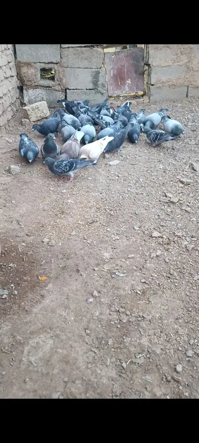 ۲۱کبوتر|پرنده|نهبندان, |دیوار