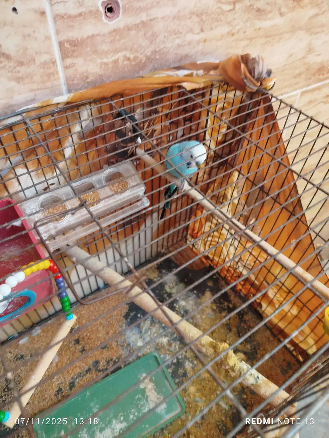 دوتا مرغ عشق مولد با تخم و قفس|پرنده|رباطکریم, الارد|دیوار