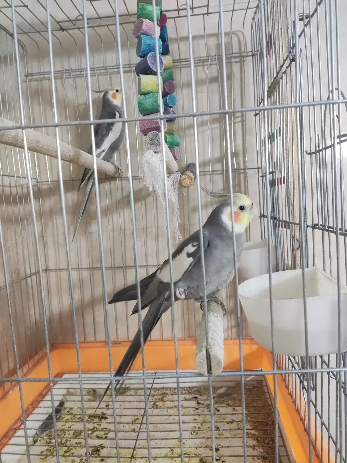 عروس‌ هلندی ۲ عدد نر|پرنده|پاکدشت, پاکدشت (مامازند)|دیوار