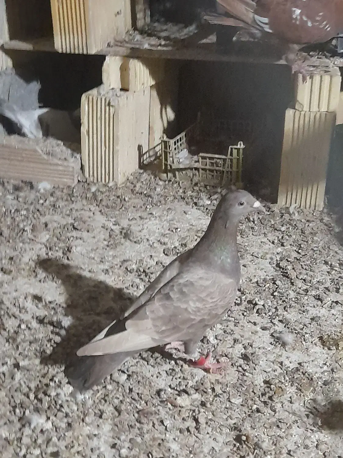 کبوتر سرو ماده|پرنده|شیراز, ارم|دیوار