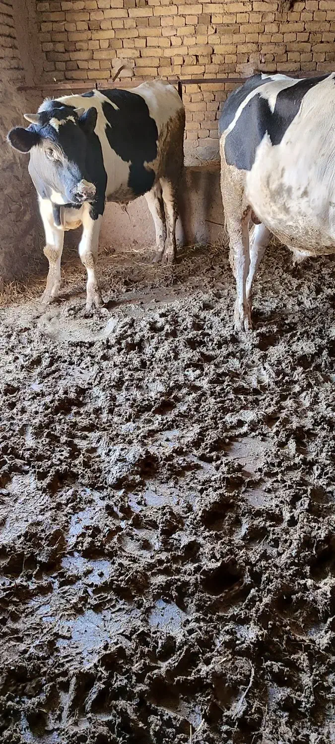 گوساله پروار|حیوانات مزرعه|جلگه رخ, |دیوار