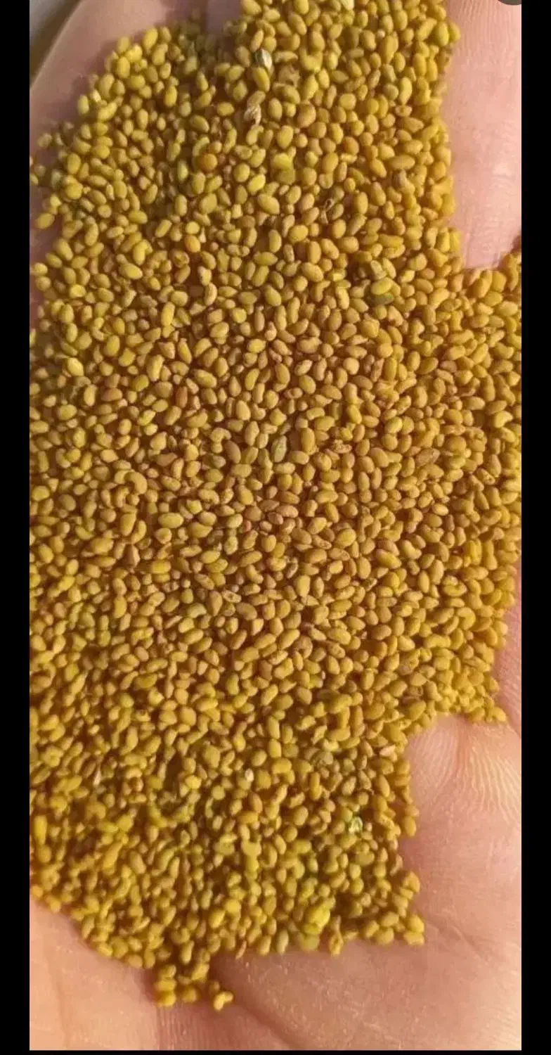 بذریونجه درجه یک پایه بلند|خدمات باغبانی و درختکاری|قشلاق دشت, |دیوار