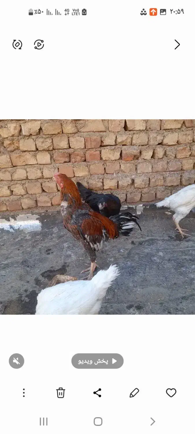 خروس ومرغ لاری|حیوانات مزرعه|ساوه, |دیوار