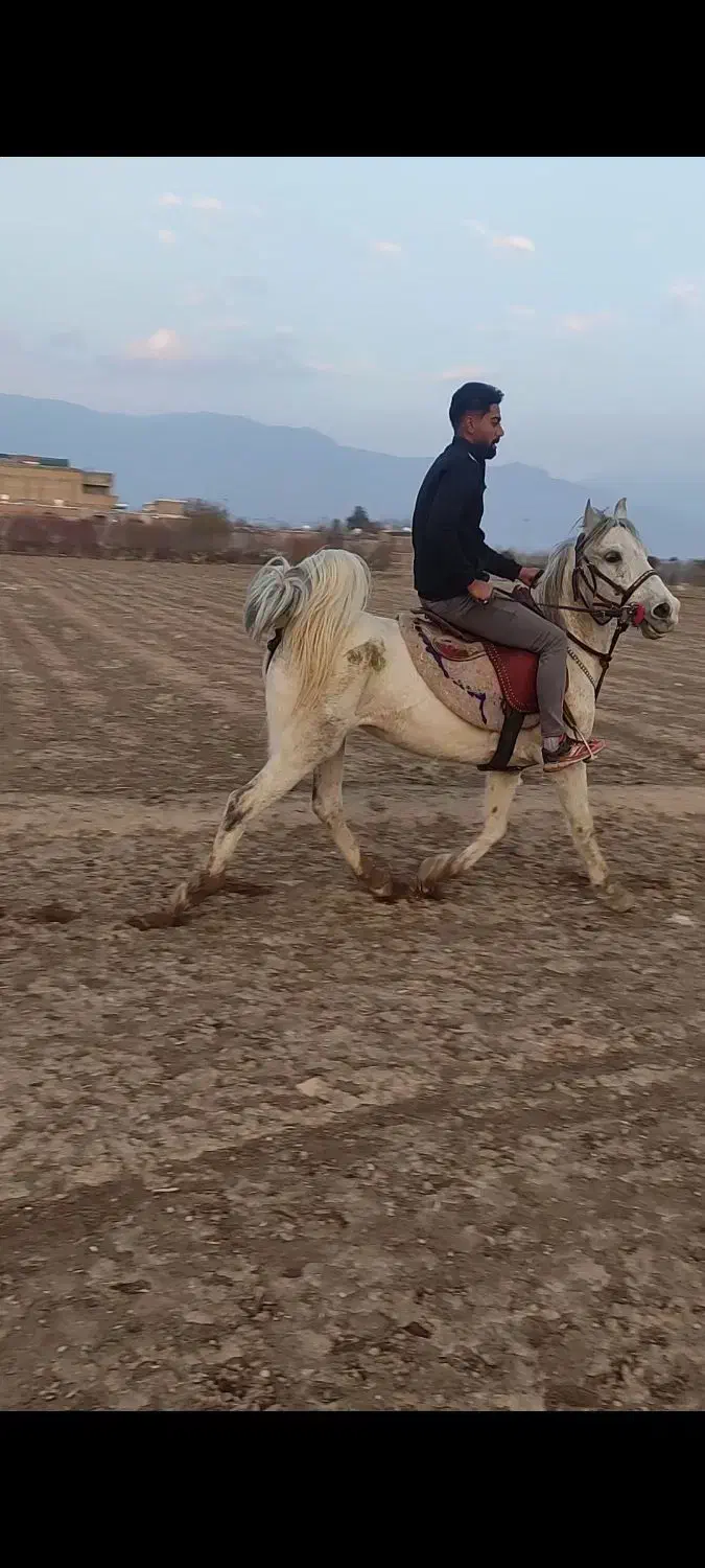 اسب|اسب و تجهیزات اسب‌سواری|مرودشت, نقش رستم|دیوار