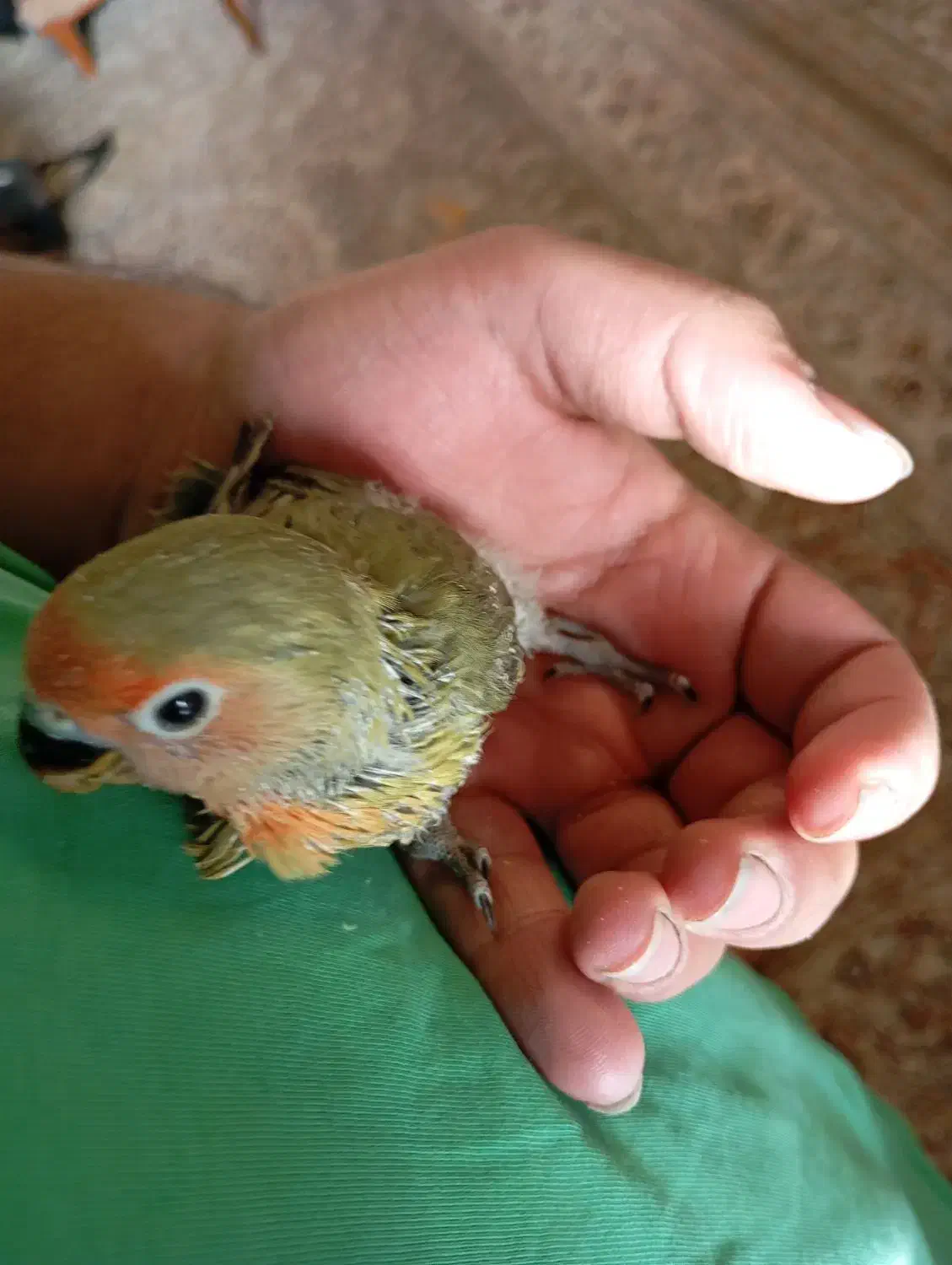 طوطی برزیلی سرلاکی|پرنده|حمیدیا, |دیوار