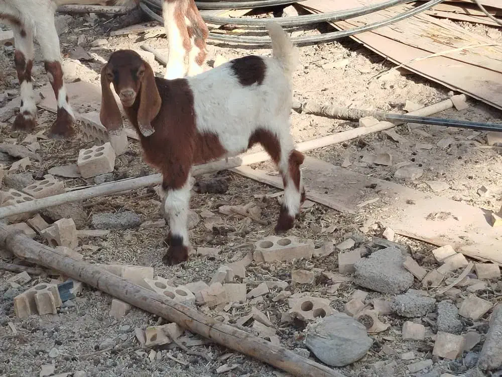 حیوانات مزرعه|حیوانات مزرعه|خرمشهر, |دیوار