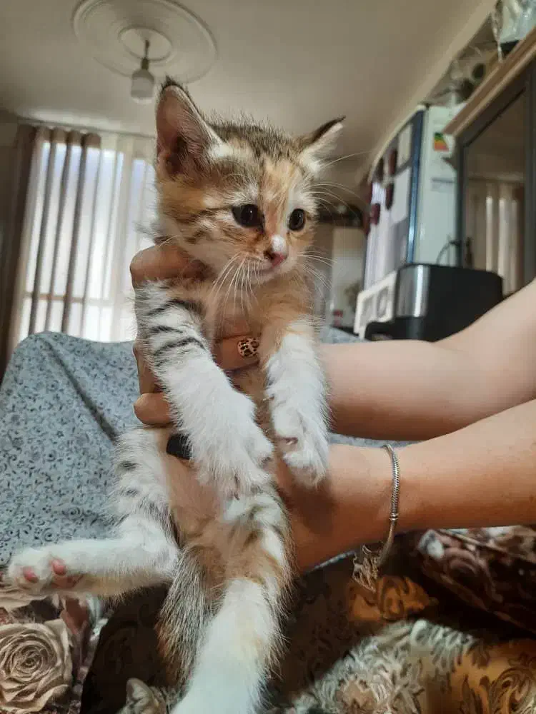 واگذاری گربه|گربه|اندیشه, شهرک کوثر|دیوار